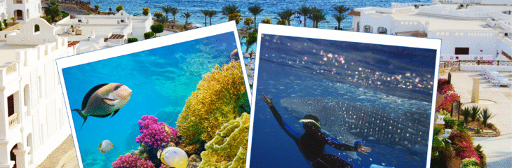 بوستر إعلاني لشركة إجازة للسياحة والسفر 🌊🏖️