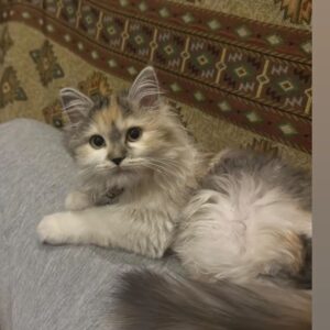 مستقل